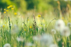 Sustainable Change Makers Image by Michaela from Pixabay
